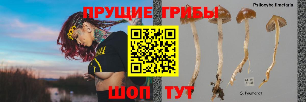 Псилоцибиновые грибы Psilocybine cubensis Нижнекамск